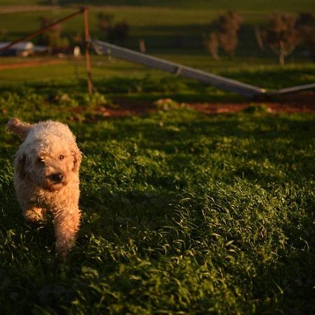 Wantana Cottage Farmstay Boorowa Exterior foto