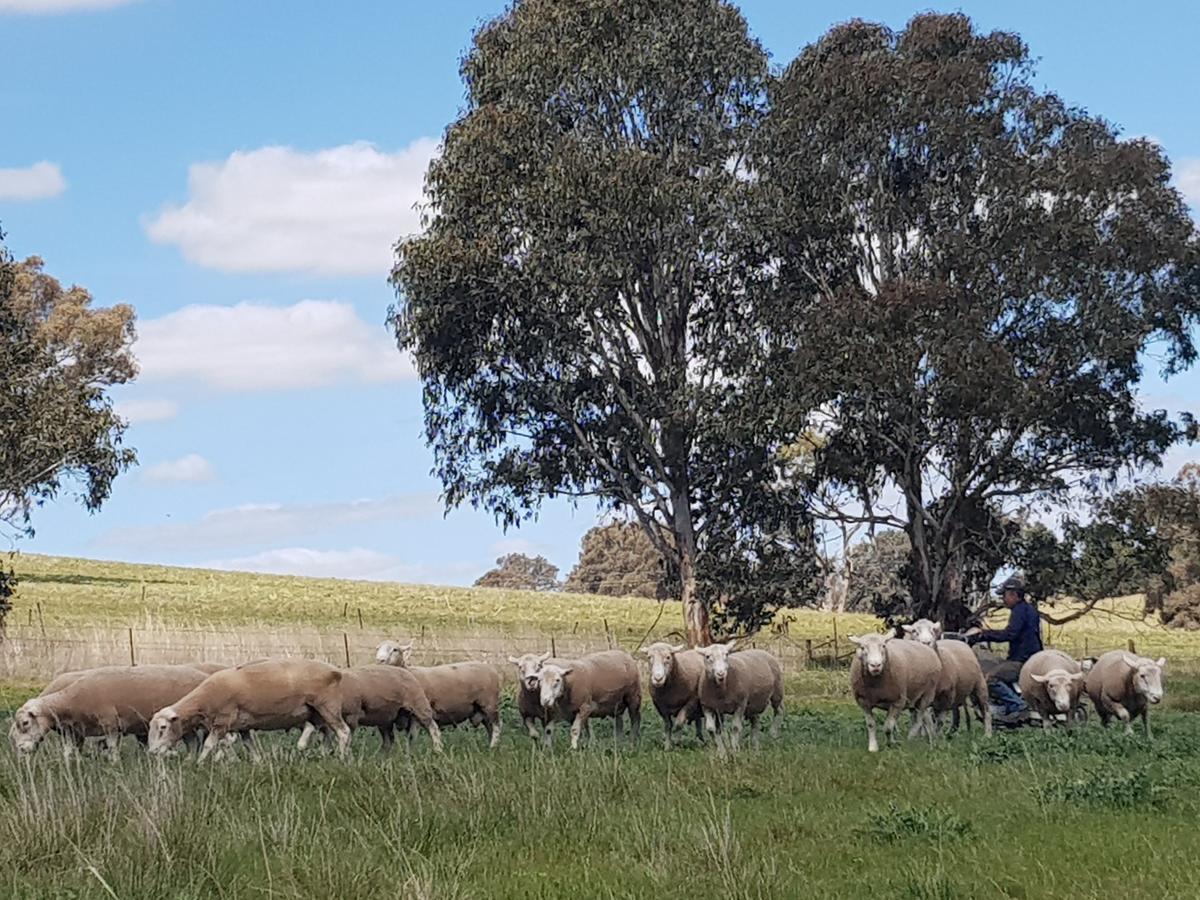 Wantana Cottage Farmstay Boorowa Exterior foto