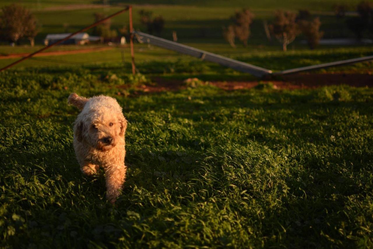 Wantana Cottage Farmstay Boorowa Exterior foto